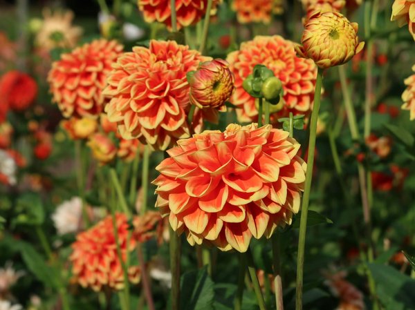 Hypothèque inversée : une bonne option pour les seniors ?