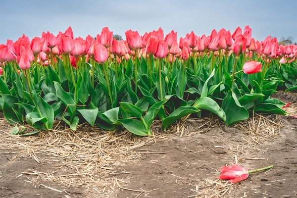 Bouquets de Baies : Un Banquet Irrésistible pour Nos Amis à Plumes
