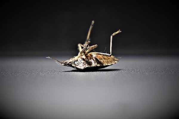 Une seule punaise de lit : conseils pour une élimination efficace !